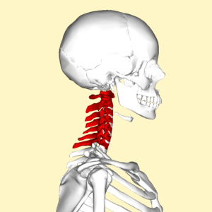 Cervical Spondylosis and Physiotherapy