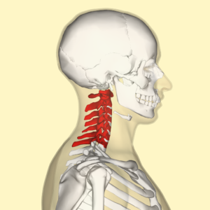 Cervical vertebrae lateral