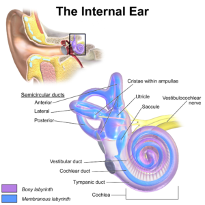 Ear Anatomy Internal Ear