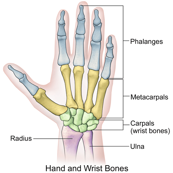 carpal bones - hand and wrist bones