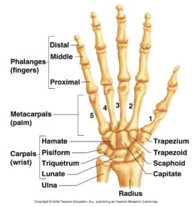 wrist anatomy