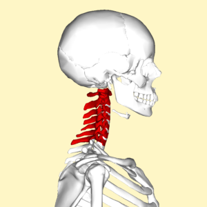 Physiotherapy and Cervical Spondylosis (Cervical Osteoarthritis)